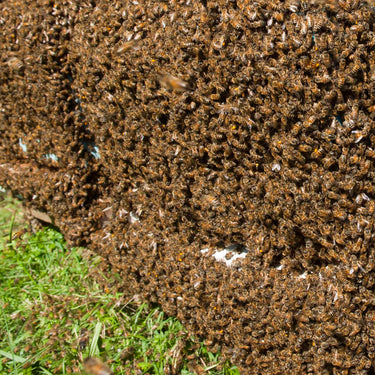 Nucléus Miel de la Garde Abeilles